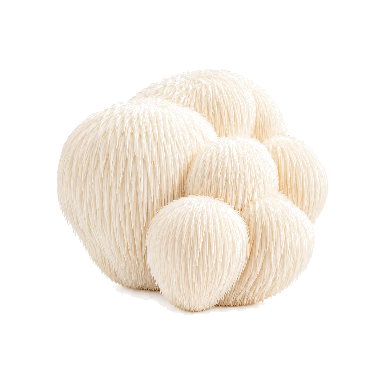 Lion's Mane
